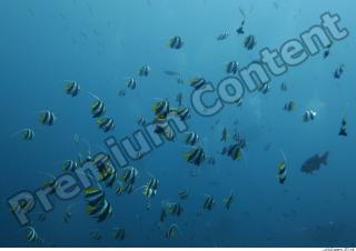 Underwater life 0004